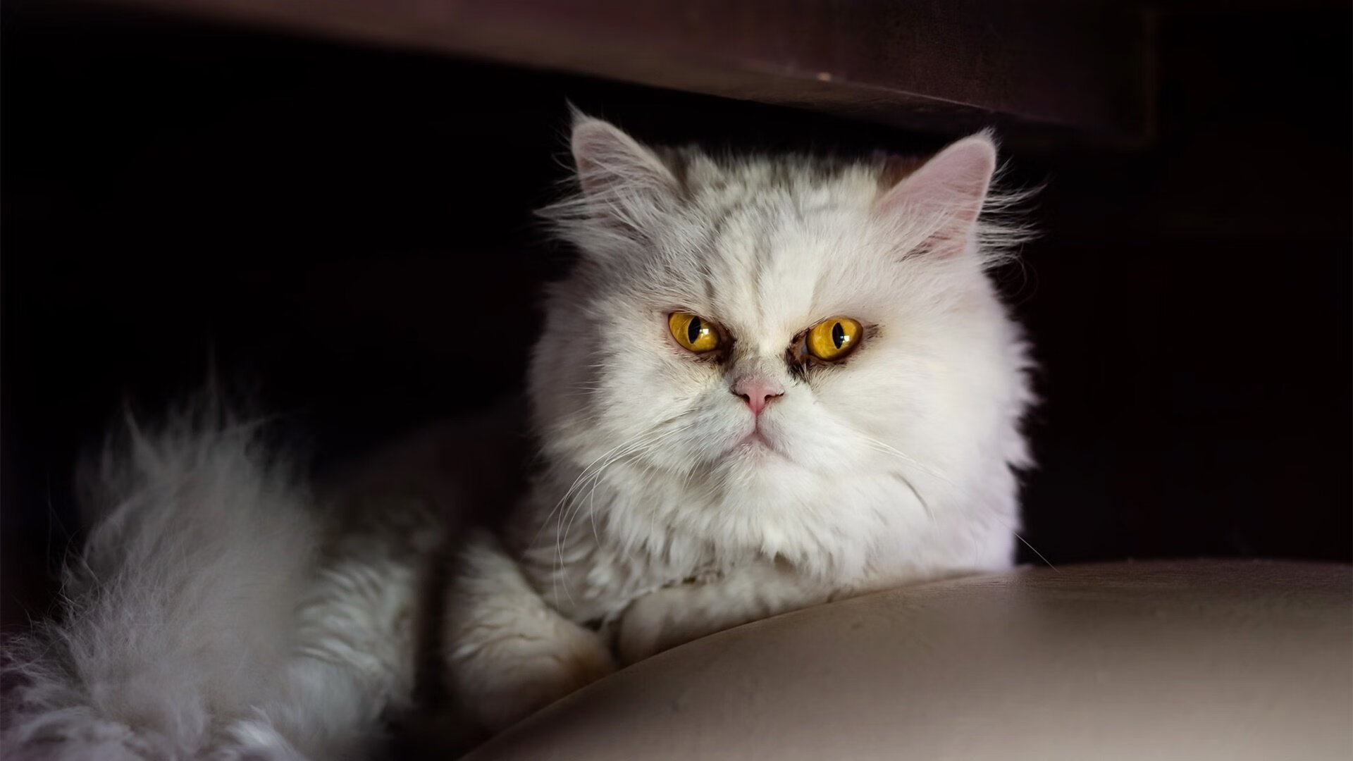 决胜时刻的星辰,克莱高光点燃广厦,唯一性在绝境中诞生