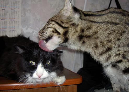 阿什拉夫之夜，用脊梁撑起的东决天平