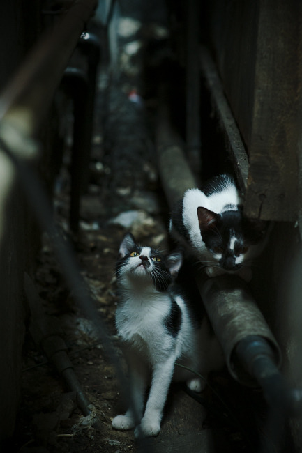 锋刃与铁网，当英格拉姆的唯一解刺穿老鹰的防守体系