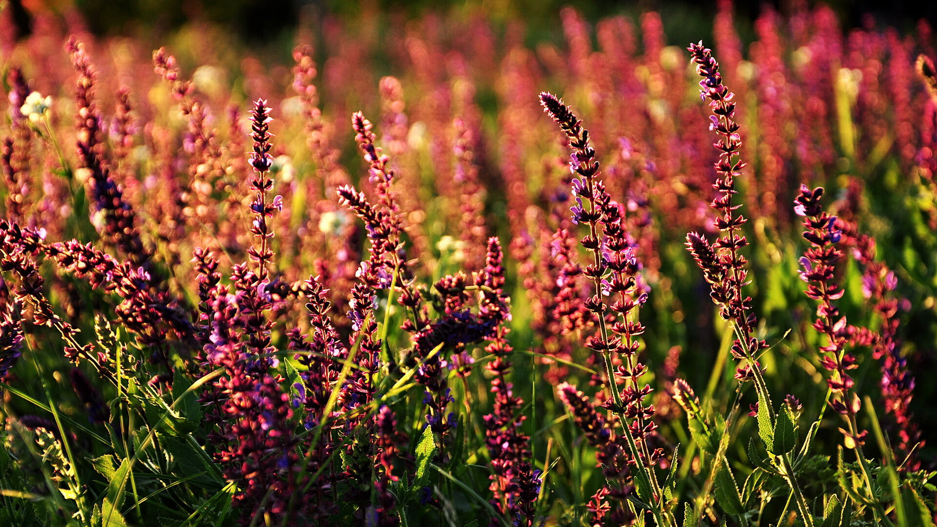 当安第斯雄鹰遇见床单军团，阿什拉夫在梦幻对决中的压制级表演