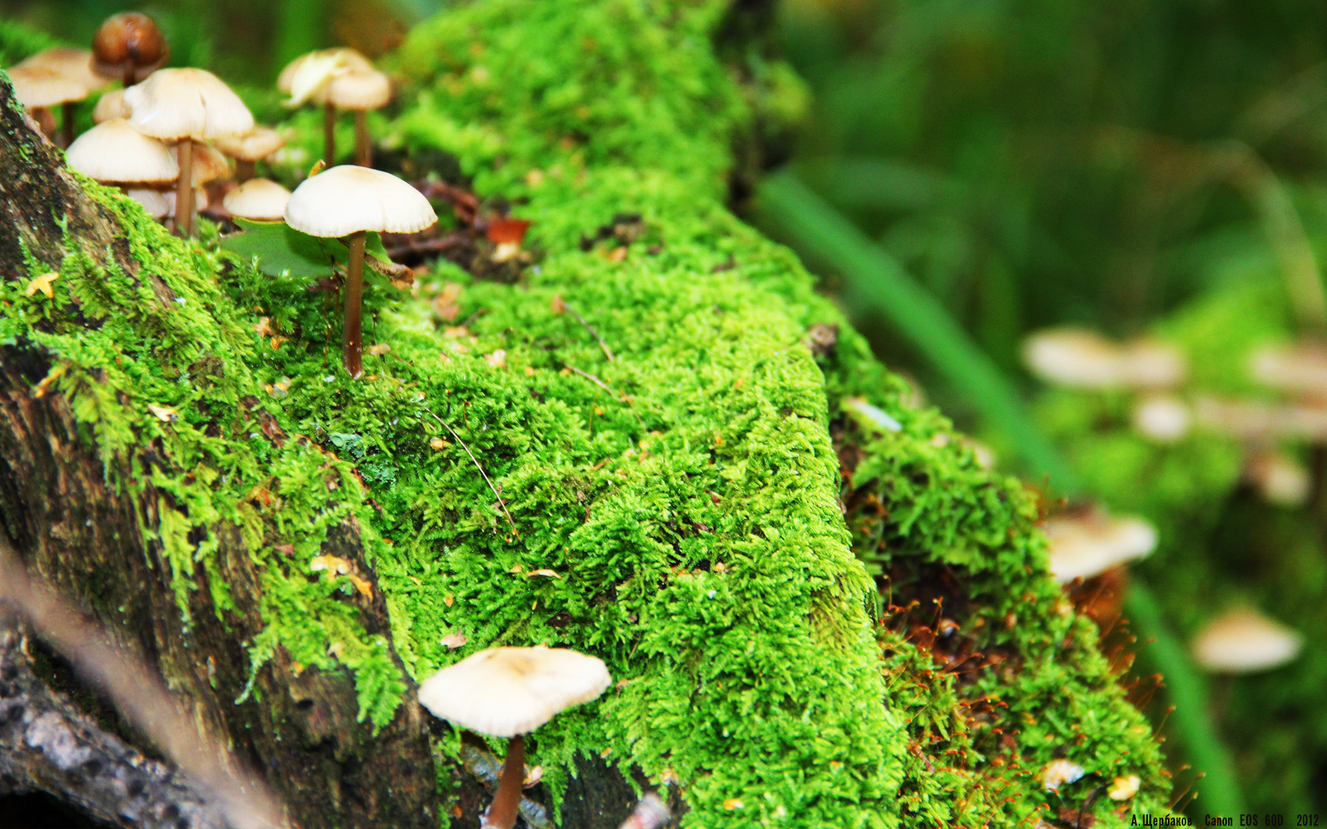 2026世界杯之夜，一千个旁观者沉默时，他完成唯一进球