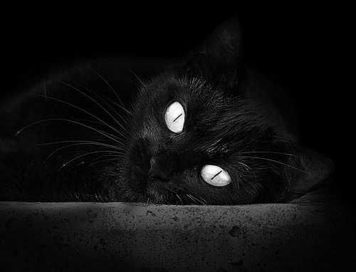 篮球场上的救赎预言,当骑士带走北京队,杰伦·格林重生的双重隐喻