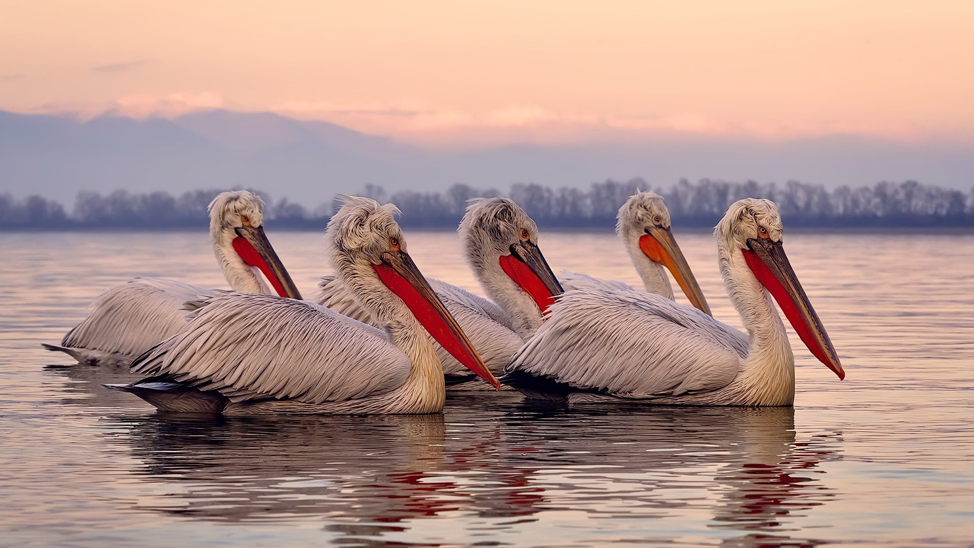 锁链与飞鸟，字母哥撕裂中美篮球幻境