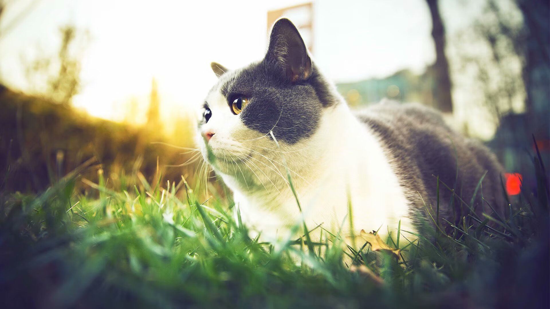 当湖人终结宿敌之夜,库里在巴黎前夜雕琢传奇,篮球世界的两座分水岭