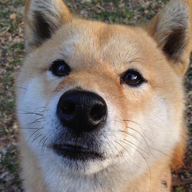 莫兰特致命15秒!争议绝杀后太阳主帅暴怒,篮网替补席举动揭示真相