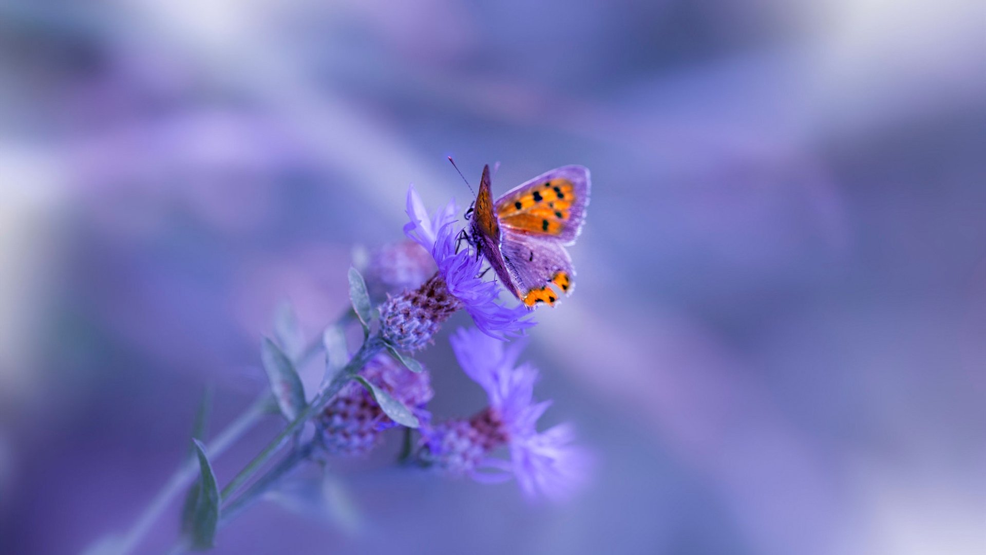 从0-6到3-1，卡塔尔资本掀翻丹麦足球，迪巴拉成为命运扭转的关键先生