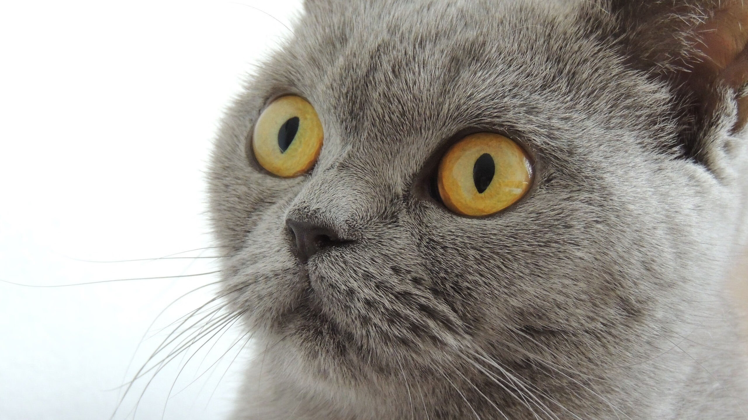 唯一性的辉煌，哈登关键进球定格广东队对阵广厦队的经典瞬间