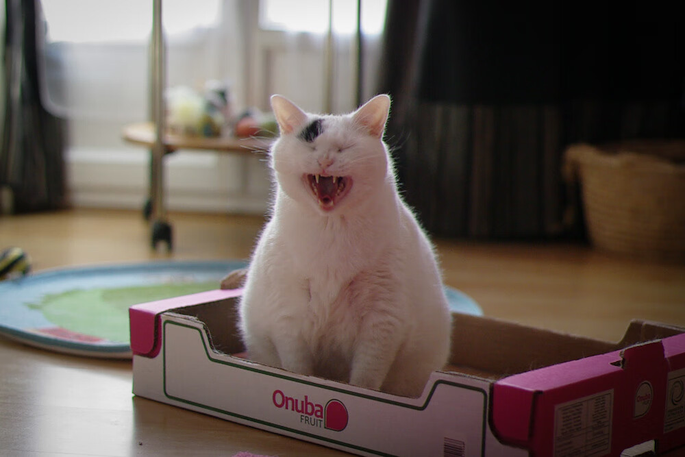 胜负边缘，他是唯一变量，福克斯在上海队与浙江队的钢丝上独舞