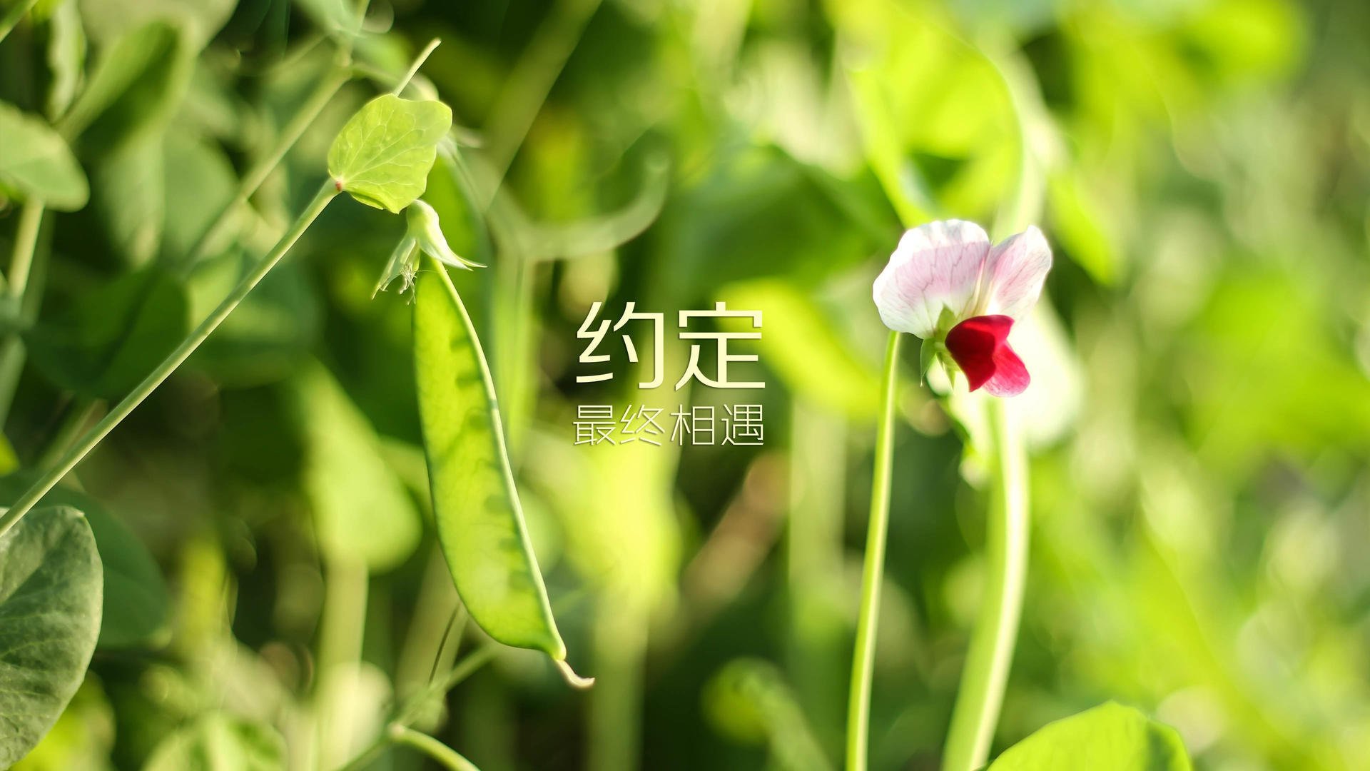 控球风暴下的致命一击,坎塞洛导演法国绝杀韩国,2026世界杯H组生死战